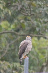 Rupornis magnirostris