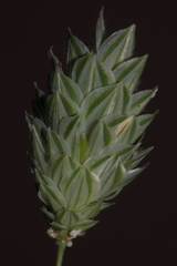 Phalaris canariensis image