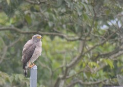 Rupornis magnirostris