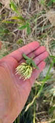 Trifolium ochroleucon