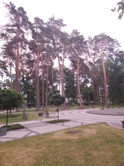 Pinus sylvestris