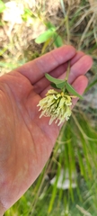 Trifolium ochroleucon
