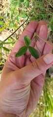 Trifolium ochroleucon