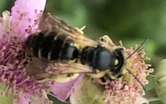 Halictus