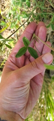 Trifolium ochroleucon
