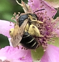 Halictus