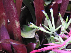 Billbergia amoena