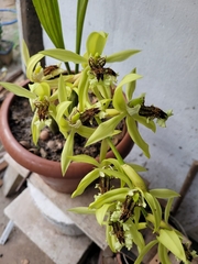 Coelogyne pandurata