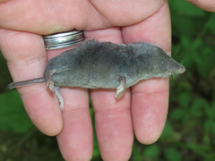 Blarina brevicauda
