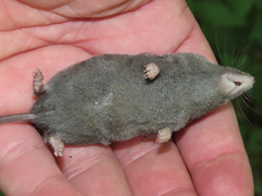 Blarina brevicauda