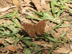 Junonia goudotii
