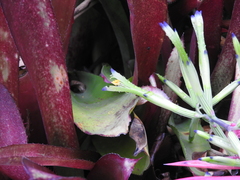 Billbergia amoena