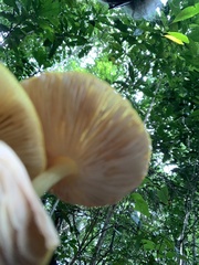 Pluteus chrysaegis