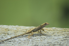 Anolis antonii