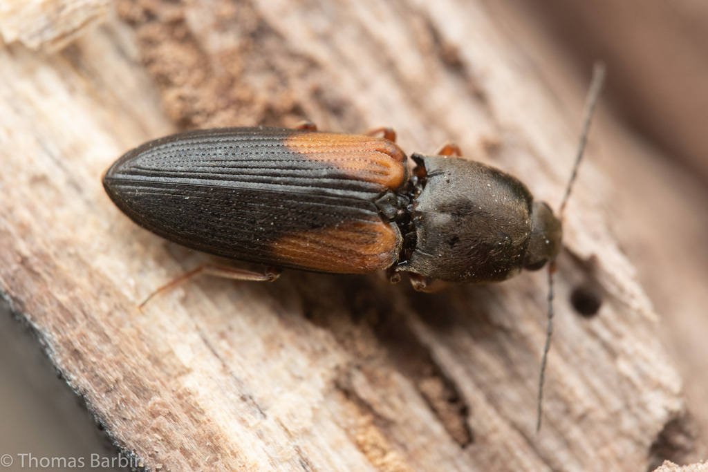 Cardiophorus edwardsi