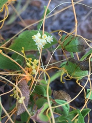Cuscuta indecora