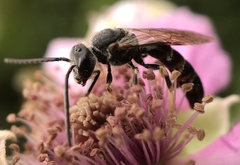 Lasioglossum