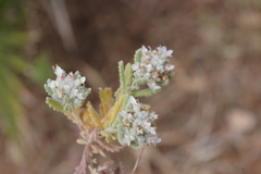 Teucrium capitatum