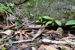 Leptogomphus sauteri