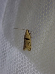Mirificarma cytisella