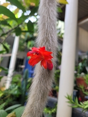 Cleistocactus colademononis