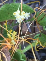 Cuscuta indecora