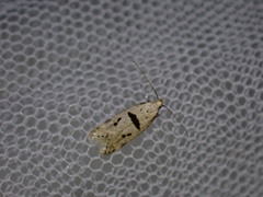Mirificarma cytisella