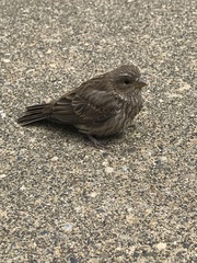 Haemorhous mexicanus