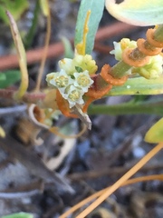 Cuscuta indecora