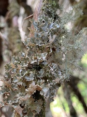 Dendriscosticta gelida