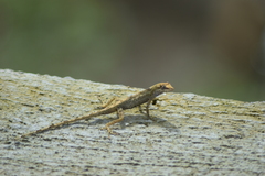 Anolis antonii