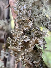 Dendriscosticta gelida