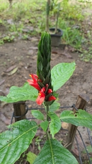 Pachystachys spicata