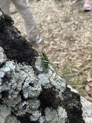 Eupholidoptera schmidti