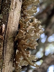 Dendriscosticta gelida