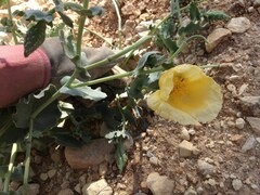 Glaucium flavum