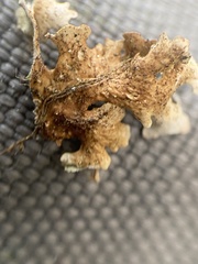 Dendriscosticta gelida