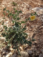 Glaucium flavum