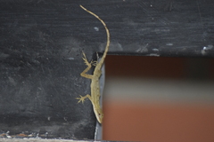 Anolis antonii