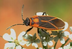 Ochrimnus lineoloides