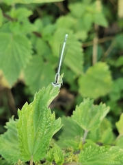 Platycnemis pennipes