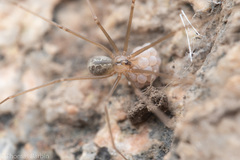 Psilochorus hesperus