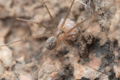 Psilochorus hesperus