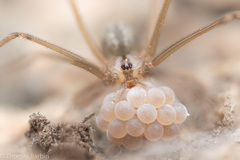 Psilochorus hesperus