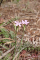 Dianthus sylvestris