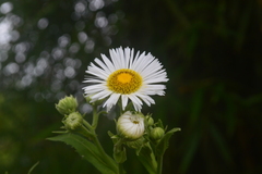 Leptostelma maximum