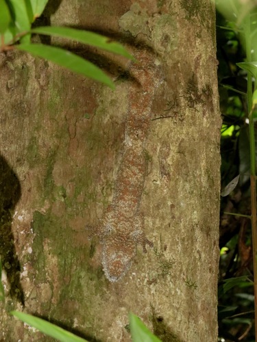 Uroplatus giganteus