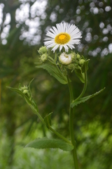 Leptostelma maximum