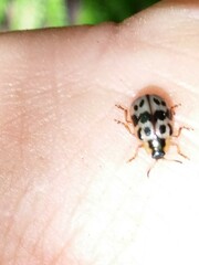 Chrysomela mainensis