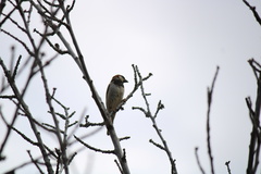 Passer domesticus
